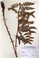 藏品(Polystichum)的圖片